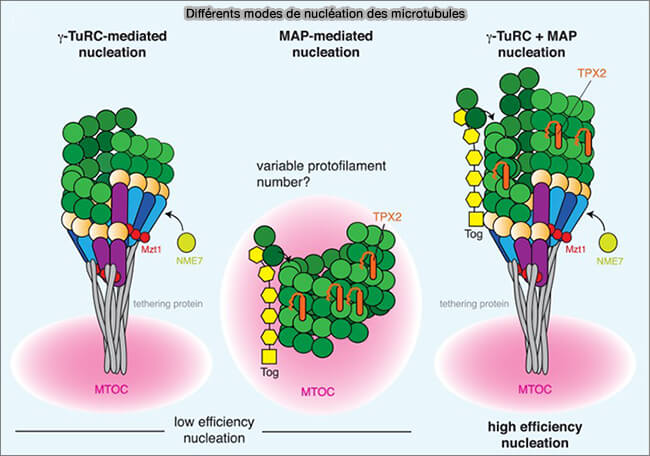 Différents modes de nucléation des microtubules