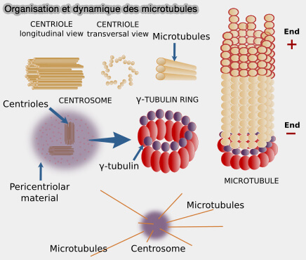 Organisation et dynamique des MT