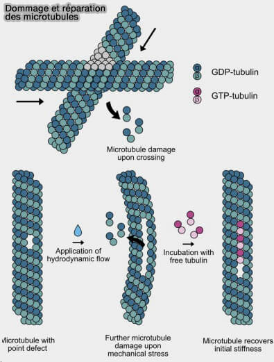 Dommage et réparation des MT