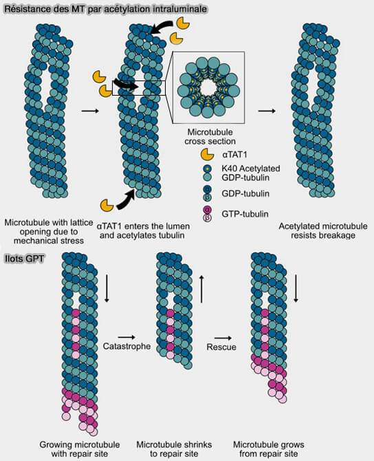 Rôles des MAP dans la dynamique microtubulaire