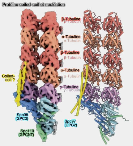 Protéine coilded-coil et nucléation