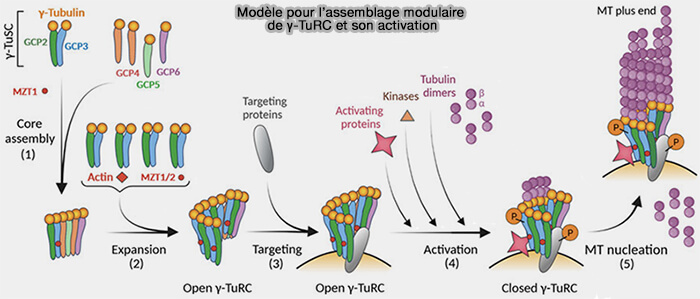 Modèle pour l’assemblage modulaire de γ-TuRC et son activation