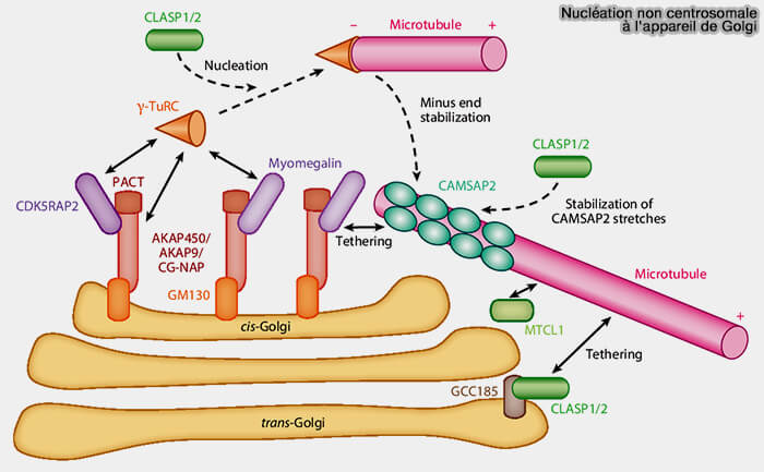 Nucléation non centrosomale au niveau de l'appareil de Golgi
