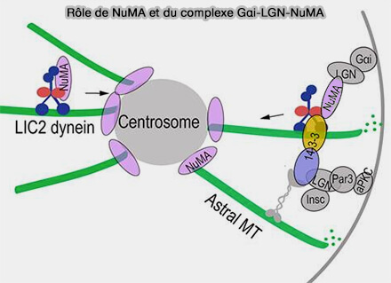 Interaction de TPX2 et HURP avec le lattice