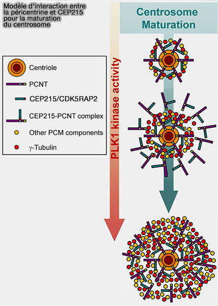 Maturation du centrosome (PCNT et CDK5RAP2/CEP215)