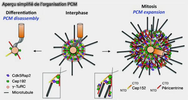 Aperçu simplifié de l'organisation du PCM