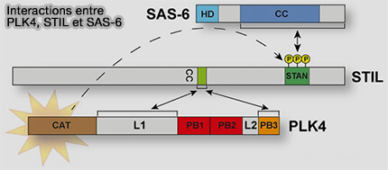 Interactions entre PLK4, STIL et SAS-6