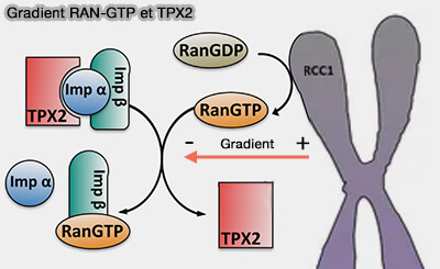 Gradient Ran-GTP et TPX2