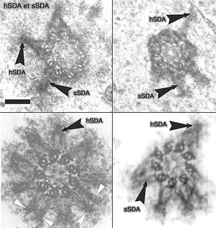 Rôle de la ninéine