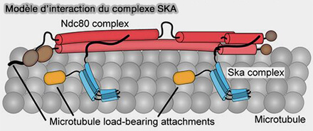 Modèle d'interaction de SKA