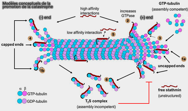 Modèles conceptuels de la promotion de la catastrophe