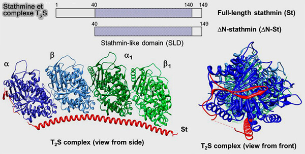 Stathmine et complexe T2S