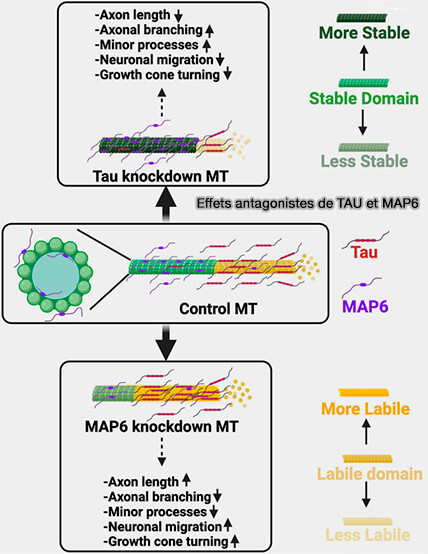 Effets antagonistes de Tau et de MAP6