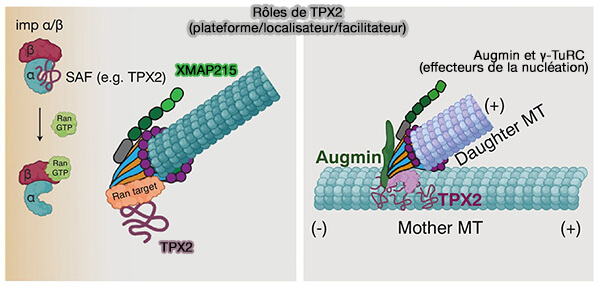 Rôles de TPX2