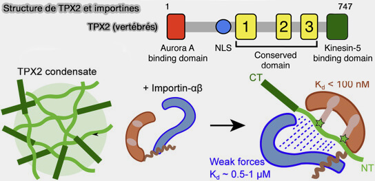 Structure de TPX2 et importine