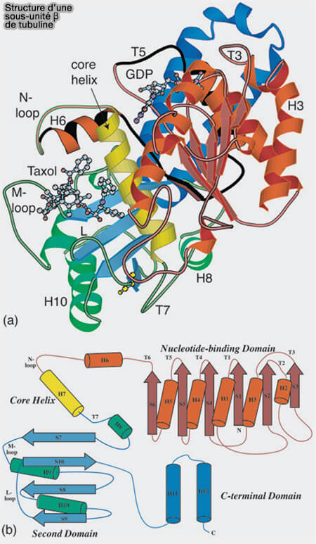 Structure de la tubuline β