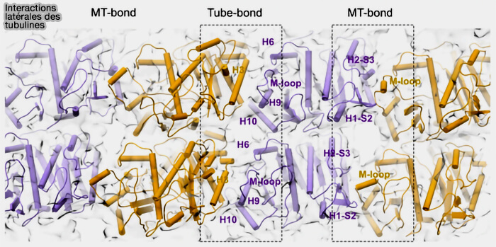 Interactions latérales dans le lattice