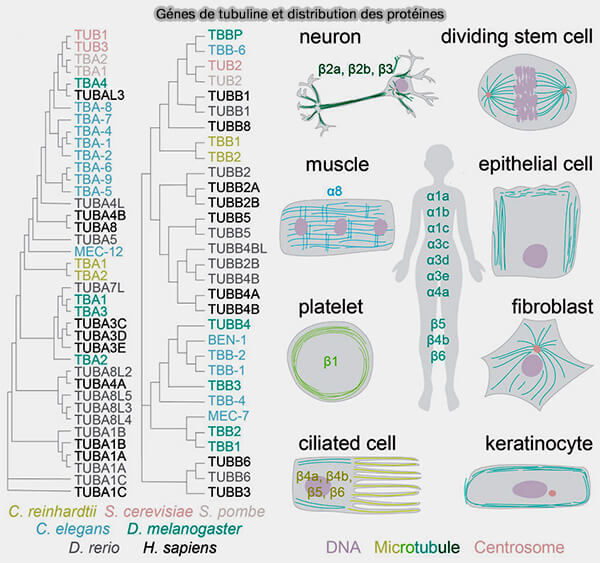 Gènes de la tubuline et distriburtions des protéines