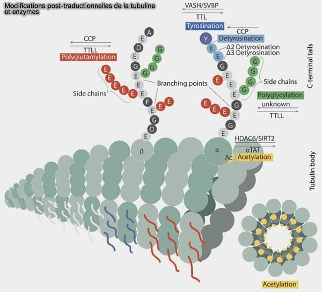 Modifications post-traductionnelles (PTM) de la tubuline et enzymes