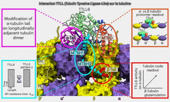 Interaction TTLL (Tubulin Tyrosine Ligase-Like) sur la tubuline