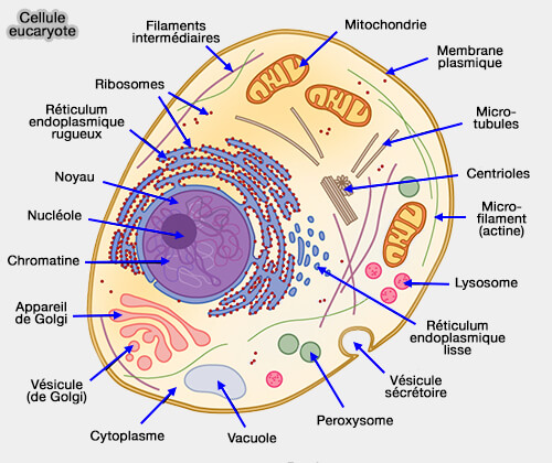Constituants d'une cellule eucaryote