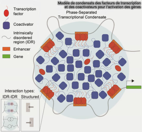 Modèle de condensats des facteurs de transcription