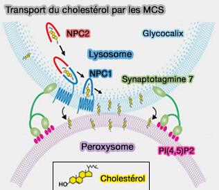 Transport de cholestérol par les MCS