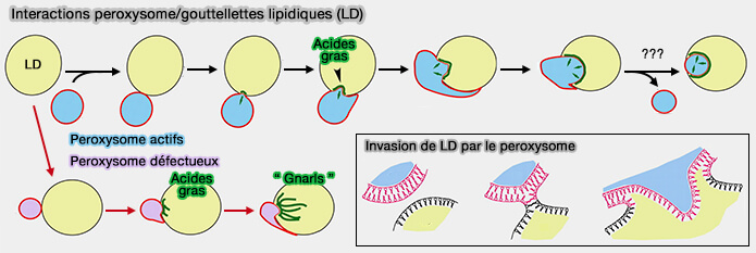 MCS peroxysomes/gouttelettes lipidiques (LD)