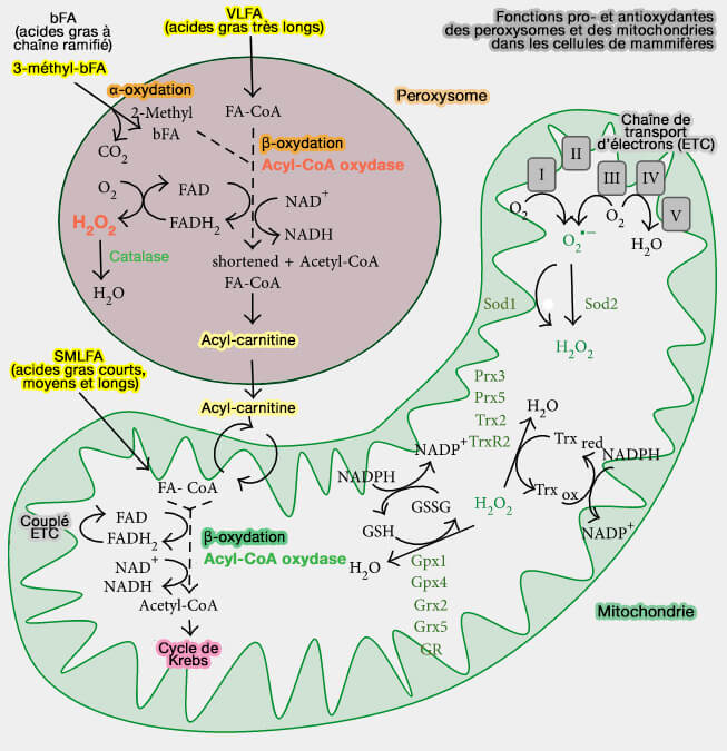 Fonctions pro- et antioxydantes des peroxysomes et des mitochondries (mammifères)