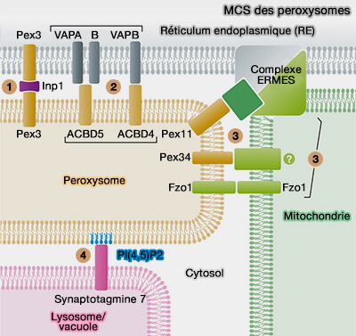 Sites de contact membranaire (MCS) des peroxysomes
