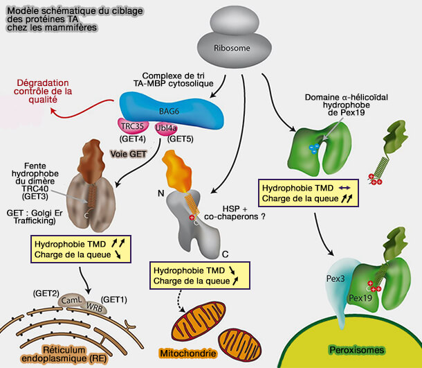 Modèle schématique du ciblage des protéines TA chez les mammifères