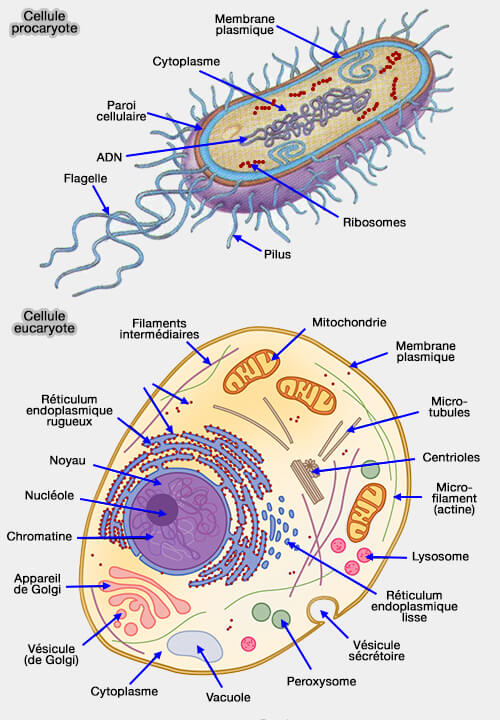 Cellule protocaryote et cellule eucaryote
