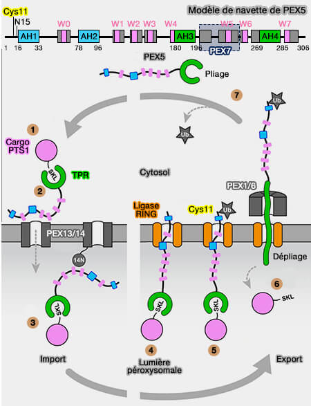 Importation des protéines/PTS1 et navette PEX5
