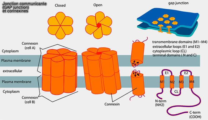 Jonction communicante (GAP junction) et connexines