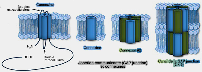 Jonction communicante (GAP junction) et connexines