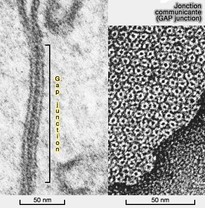 Jonction communiquante (GAP junction)