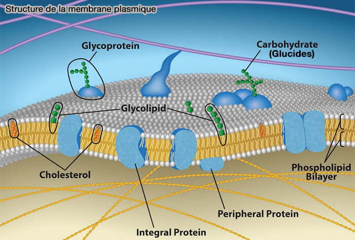 Structure de la membrane plasmique