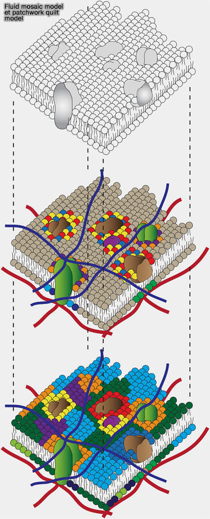 Fluid mosaic model et patchwork quilt model