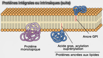 Protéines monotopiques et ancrées aux lipides