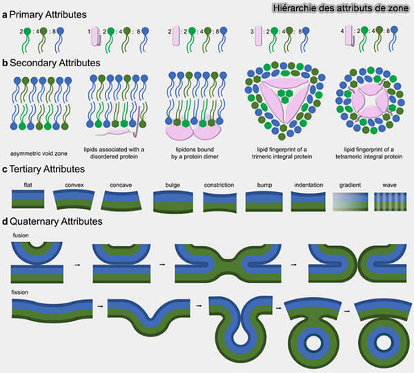 Hiérarchie des attributs de zone sans le modèle proteolipid code