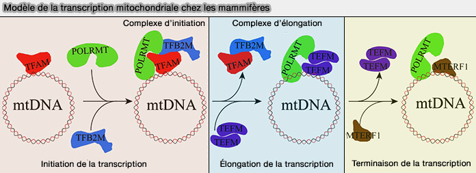 Organisation en domaines de l'ARN polymérase mitochondriale POLRMT