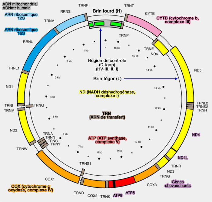 Carte de l'ADN mitochondrial humain