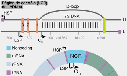 Organisation du génome mitochondrial et région de contrôle (NCR) 