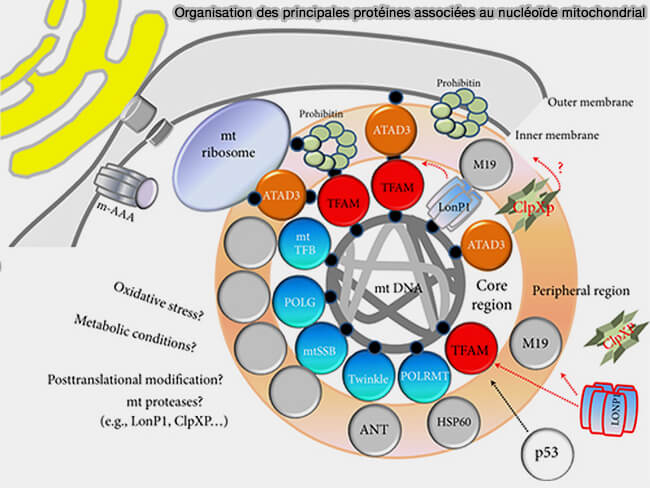 Organisation des principales protéines associées au nucléoïde mitochondrial