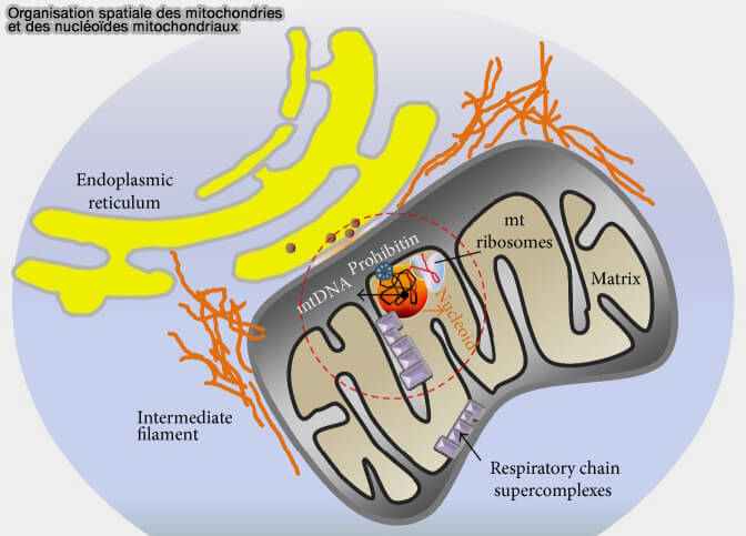 Organisation spatiale des mitochondrieset des nucléoïdes mitochondriaux