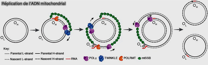 Réplication de l'ADN mitochondrial