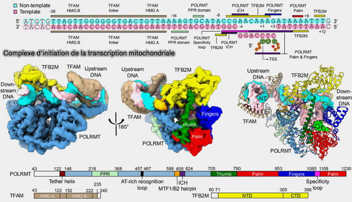 Complexe d'initiation de la transcription mitochondriale