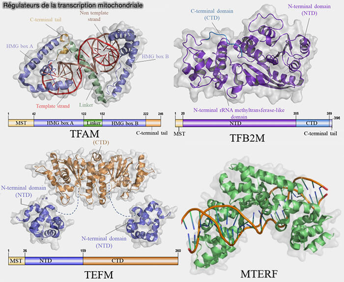 Régulateurs de la transcription mitochondriale