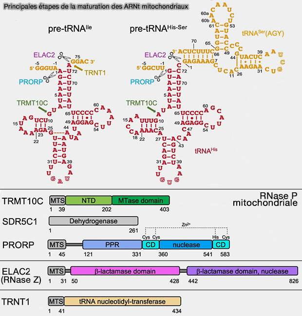 Principales étapes de la maturation des ARNt mitochondriaux