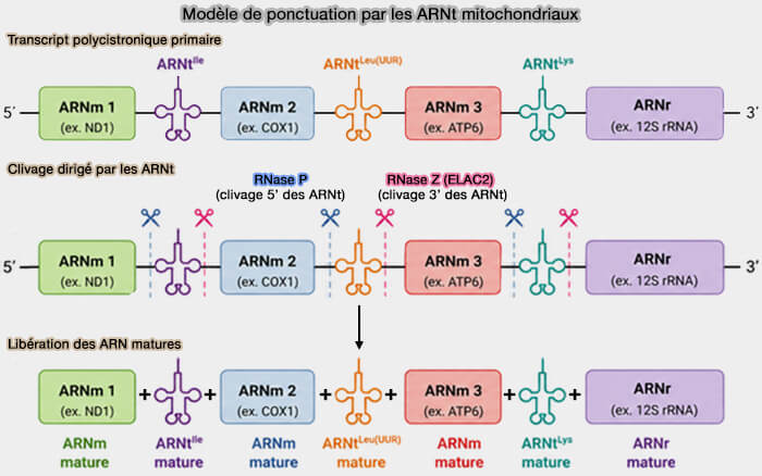 Modèle de ponctuation par les ARNt mitochondriaux